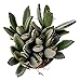 Fat Plants San Diego Kalenchoe Panda Plant In a 4" Pot