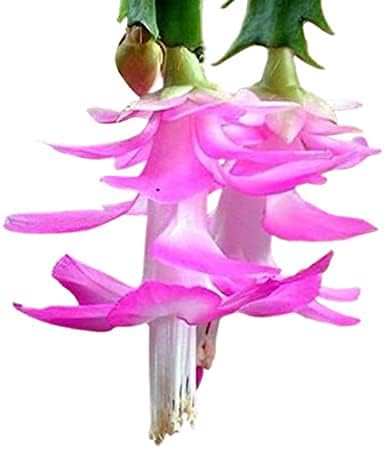 Pink Christmas Cactus in 6 inches Pot |Zygocactus|