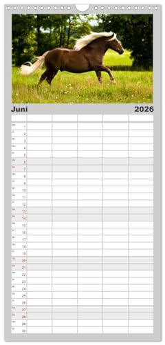 Familienplaner 2026 - Faszination und Vielfalt - Schwarzwälder Kaltblut mit 5 Spalten (Wandkalender, 21 cm x 45 cm), CALVENDO: Kraftvoll, elegant, ... Pferd durch das Jahr (CALVENDO Tiere)