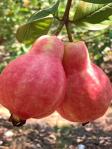 Image of Red Guava Hybrid Live Plant, All Seasons Sweet Fruit Tree for Home Garden, Height 30-60 cm, Indoor Outdoor