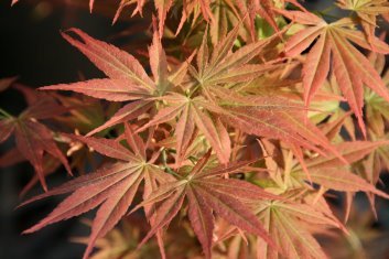Orion Japanese Maple 1 - Year Live Plant
