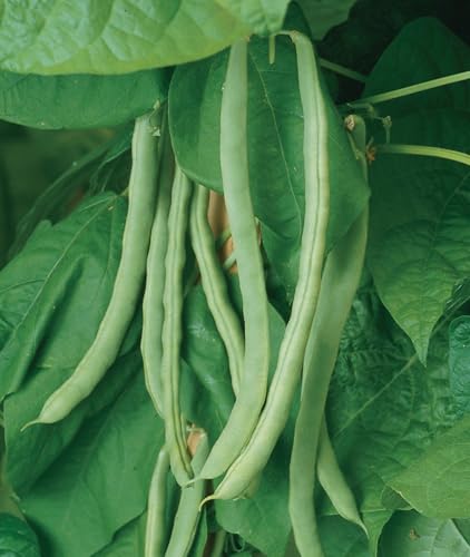 Burpee Kentucky Wonder Pole Bean Seeds