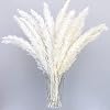 30 Stuks Wit Natuurlijke Gedroogde Pampas Gras Kunstmatige 40cm Boho Home Decor Natuurlijke Phragmites Communis…