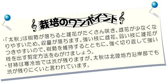 カキ 完全甘柿 太秋 プレミアム苗 1株/ 国華園 【ビルド】 25年秋商品