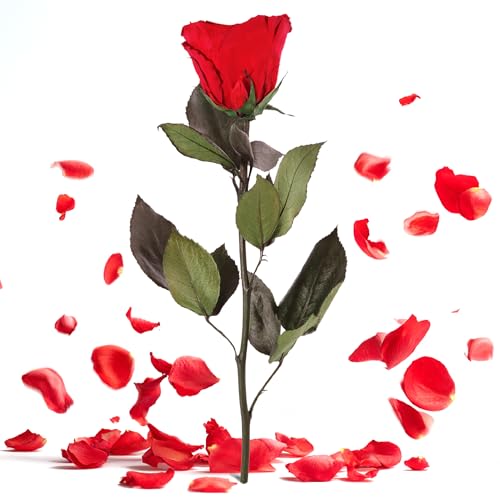 ROSEMARIE SCHULZ Heidelberg Ewige Rose Rot mit Stiel - 30-35cm lang echte Blume haltbar 3 Jahre in Box - konservierte Rose Freundin Geschenk zum Geburtstag und Valentinstag (Rot)