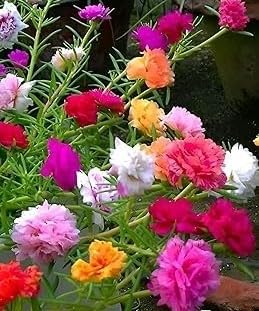 Portulaca Flowers - Multicolour Combo Pack -1 Portulaca Flowers - Multicolour Combo Pack -1