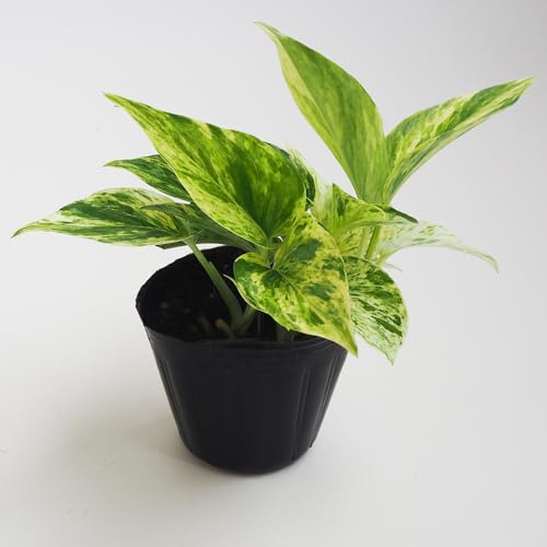 hs`mrd |gX }[uNC[ 3 1 iőIׂϗtA w Epipremnum aureum Marble Queen/TgCȃGvsk ϊ΂鐫N/ʖ frYACr[