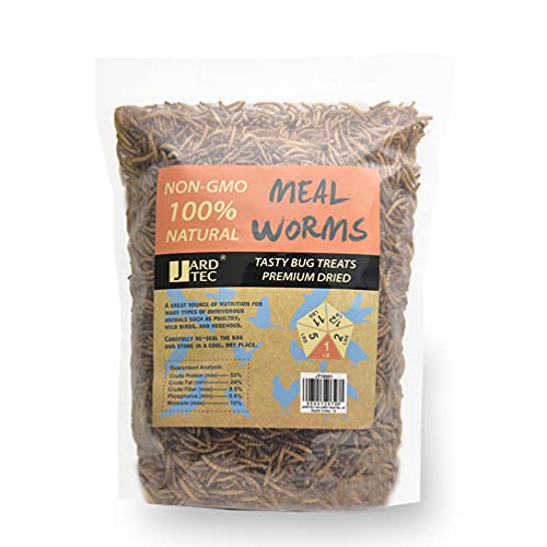 Can Hamsters Eat Mealworms? (Beetles, Pupae & More)