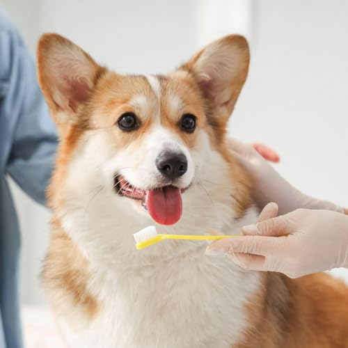 Dental care for your dog is a year-round necessity