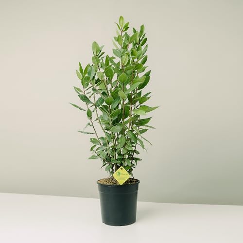 Plantì Laurus Nobilis pianta vera di alloro ornamentale. Ideale come siepe profumata. Alloro in vaso diametro 19cm. Altezza pianta 40/60cm. 6 mesi di concimazione con sistema Plantì.
