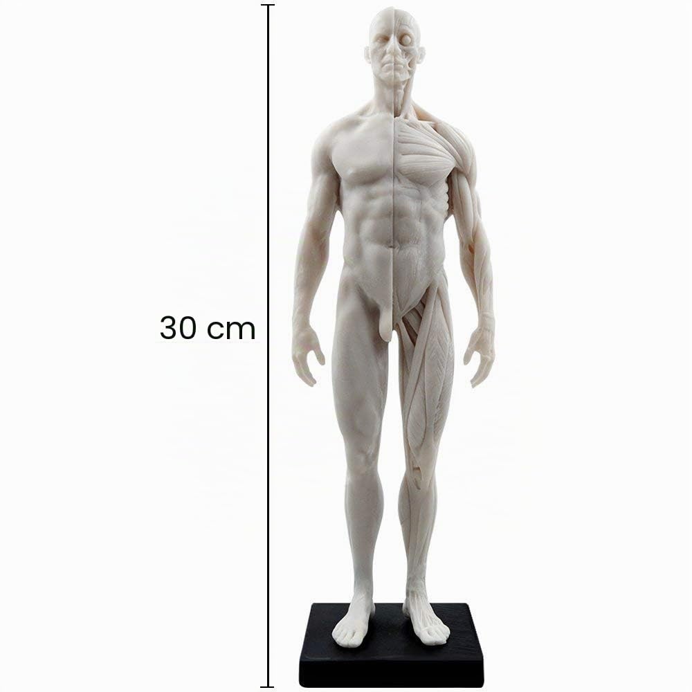 Mike Dental Maquette anatomique humaine Blanc 28 cm