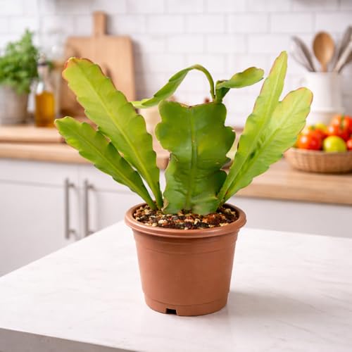 Image of Brahma Kamal Live Plant with Pot | Sacred Himalayan Rare Flowering Plant | Auspicious Vastu Plant for Home & Temple | Easy-Care Indoor-Outdoor Plant | Fresh Healthy Plant