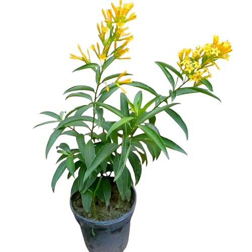 Image of HIDDEN ENTERPRISE Night Blooming Yellow Jasmine Live Plant | Fragrant Raat Ki Rani Hasnuhana Flower Plant Tree | Healthy Natural Organic Indoor Outdoor Plant for Home Gardening | (Without Pot)