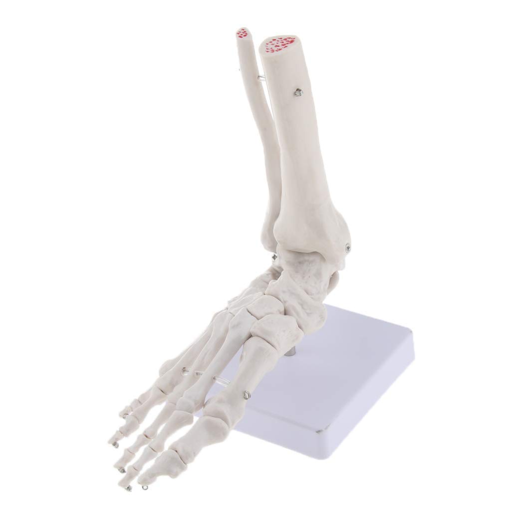 4 Stück Menschliche Fußmodell Anatomisches Fuß Modell für Lehrmittel Laborbedarf
