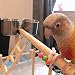 Imagen de Tazas de Alimentación de Pájaros