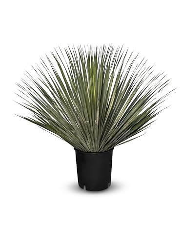 Sunny Tree Yucca Rostrata - Palmier - 0/5 cm - Lys de palmier résistant à l'hiver