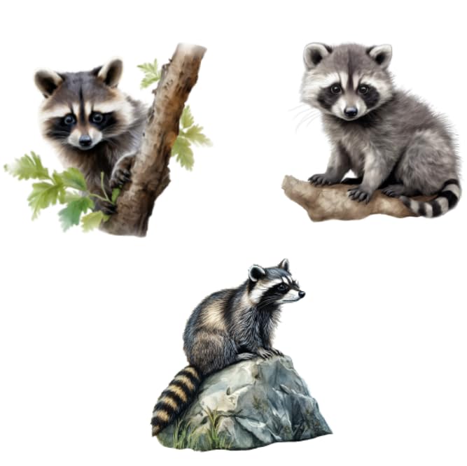 Image of Large Raccoon Wall Decals for Kids,Raccoon Wall Stickers for Classroom Decor,Peel and Stick,Removable
