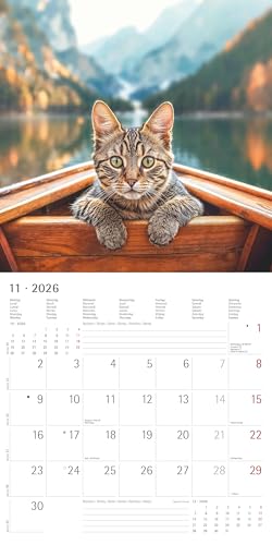 Alpha Edition - Katzen Kalender 2026 – Broschürenkalender 30x30 cm (30x60 cm geöffnet) – Wandkalender & Bildkalender für Katzenliebhaber – mit Feiertagen, Monatsübersichten & Platz für Notizen: Cats