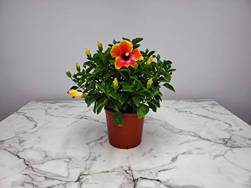 Hibiscus Bush - Fiesta Flower - Tropical Plants Of Florida - Overall Height 22" To 26" (Plant Only) #TOP4