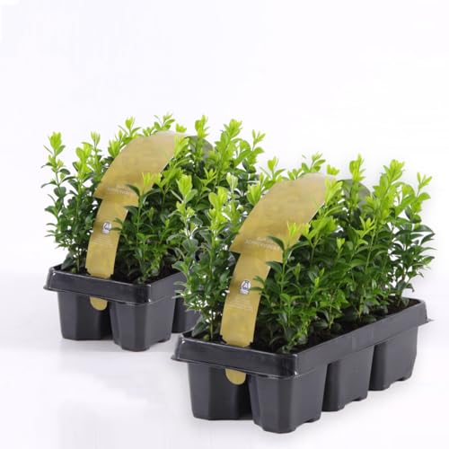 Bosso Buxus microphylla Faulkner 12 piante da siepe sempreverde in vaso bio ø9 cm Vivaio di Castelletto