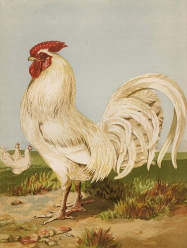 Impressions Artistiques Dorking blanc Harrison William Weir toile premium 60x90