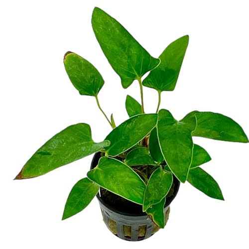 Anubias Topfpflanzen-Set – Bonsai, Hastifolia & Gracilis |Anubias Wasserpflanzen für Aquarium