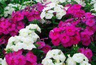 Pink and White Phlox Seeds - My Secret Gardens Pink and White Phlox Seeds - My Secret Gardens