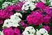 Pink and White Phlox Seeds - My Secret Gardens