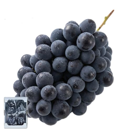 りの果樹園 ベリーA 約2kg 果物 フルーツ ぶどう ブドウ 葡萄 特産品 愛媛県 西予市