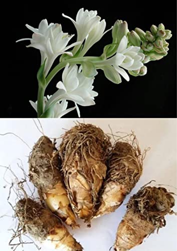 Vinca Art Rajnigandha Double petals Flowering Plant big size 10 bulbs Fragrant Tuberose Flower Bulbs, outdoor Flower Plants For Living Room, For Terrace And Balcony Pots (B0BN8SB3Q3) Amazon Price History, Amazon Price Tracker