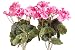 Produktbild Evergreens künstlicher Geranienbusch mit 7 Stielen und 3 kleinen und 4 größeren Blütenköpfen (2 Stück) (pink)