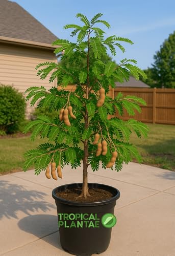 Tamarind Tree (Tamarindus Indica) – Live Tropical Fruit Tree – USDA...