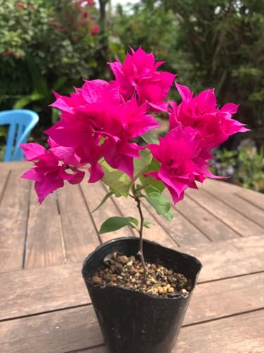 苗 ブーゲンビリア」の人気商品一覧 | 安い商品を通販サイトから探す