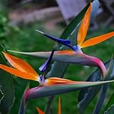 Son fáciles de cultivar y se pueden sembrar directamente al aire libre o cultivar en interiores.