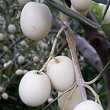 L’Ulivo Leucocarpa (Olea europaea – Leucocarpa) è una varietà antica e molto particolare, conosciuta per i suoi frutti che, a maturazione, assumono un colore bianco avorio invece del classico nero o violaceo. Per questo motivo è una pianta ricercata sia a scopo ornamentale sia per tradizioni religiose e culturali. È rustica, resistente e facile da coltivare, ideale per chi desidera una cultivar unica e di grande effetto estetico. Caratteristiche della pianta * Varietà: Leucocarpa (o Leucolea) * Portamento: vigoroso, chioma elegante e ben ram