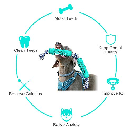 Os cães AnRuiBang com hastes molares de corda são usados para limpar seus dentes e aliviar sua depre