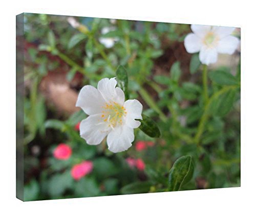 Toile avec cadre en bois Flor Silvestre, finition haut de gamme 40x50cm