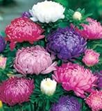 Go Green Aster Double Mixed Seeds (Pack of 50)
