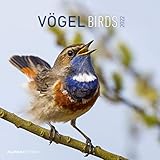  Vögel 2022 - Broschürenkalender 30x30 cm (30x60 geöffnet) - Kalender mit Platz für Notizen - Birds - Bildkalender - Wandkalender - Vogelkalender