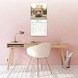 Border Terrier Calendar 2024 | Square Dog Breed Wall Calendar - 16 Month - Image 4