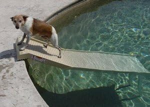 dog pool ramp amazon