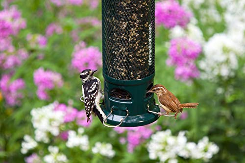 Squirrel Buster Legacy Truly Squirrel-Proof Wild Bird Feeder w/4 Stainless Steel Perches and 4 Seed Ports, for Clinging and Perching Birds, 2.6 lbs Seed Capacity, Green by Brome - Image 4