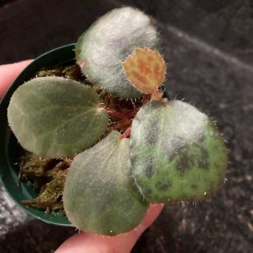 Begonia "blancii" �x�S�j�A �u�����V�[
