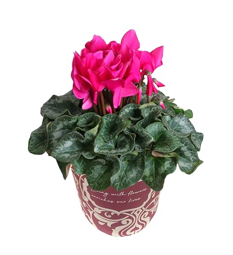 Ԃ̃Mtg VN Mtg v[g  A  a 5  Ε Ε