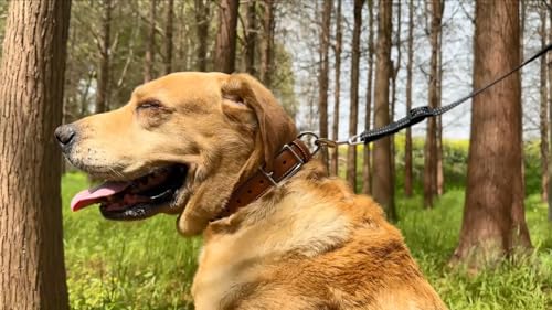 Hundehalsband aus echtem Leder, strapazierfähiges Hundehalsband mit stabiler Metallschnalle, dickes Halsband für Spaziergänge, Wandern, Training, Jagd (M