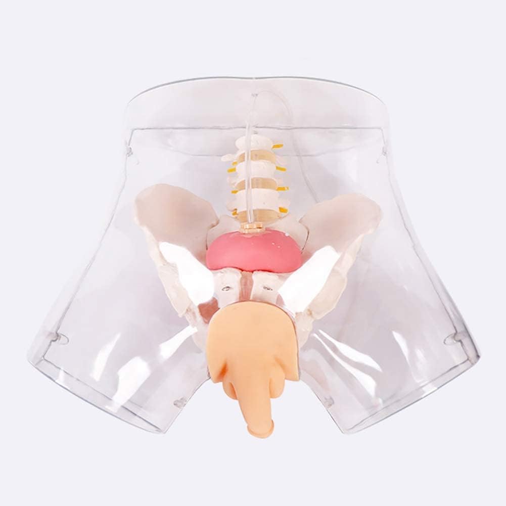 Modèle De Cathétérisme Masculin, Modèle D'enseignement Du Mannequin, Modèle De Cathétérisme Urétral Masculin Transparent, Sensation Réelle, Pour La Pratique Intuitive Du Cathétérisme Des Médecins