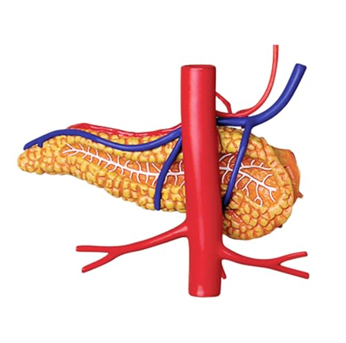 Modèle anatomique 4D de l'estomac AMITD pour clarifier l'anatomie - 4