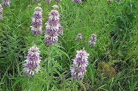 Seed Kingdom BULK - Hierba de jardín de menta y limón, 1 libra de semillas