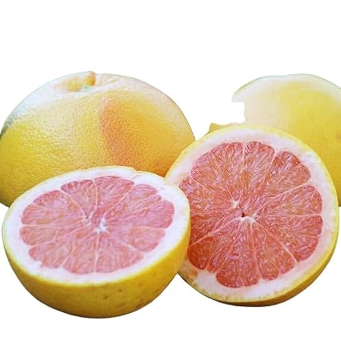 Pomelo Natural Cultiva tu Propio Huerto Cítrico en Casa - Árbol Frutal