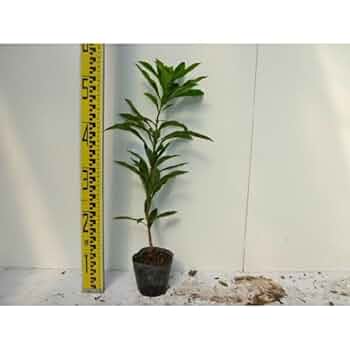 ヤマモモ（高さ2.0メイトルくらい）インテリア用サイズ ヤマモモ（高さ2.0メイトルくらい）インテリア用サイズ ヤマモモ